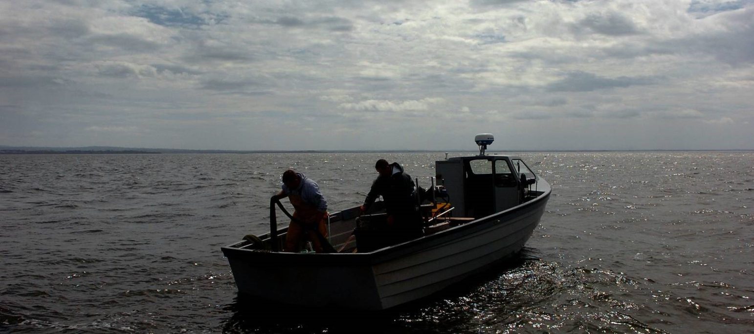 Lough Neagh eels